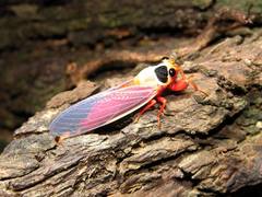 Scieroptera formosana