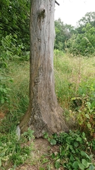 Tremex magus