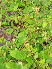 Lonicera japonica
