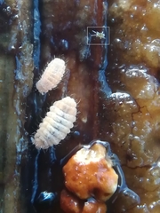 Eupodes
