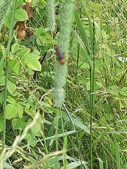 Cantharis rustica