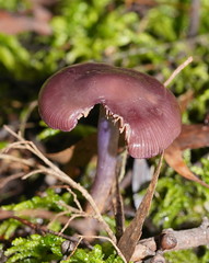 Thaxterogaster submagellanicus