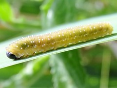 Rhadinoceraea micans