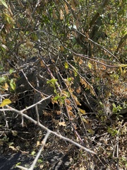 Senecio pleistocephalus