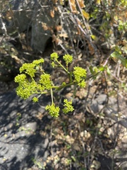Senecio pleistocephalus