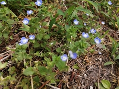 Veronica persica