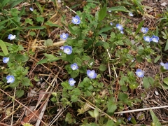 Veronica persica