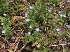 Veronica persica
