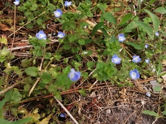 Veronica persica