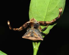 Thomisus spectabilis