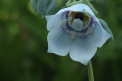 Codonopsis clematidea