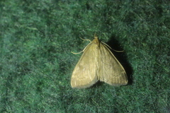 Anania fuscalis