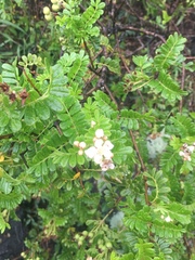 Osteomeles anthyllidifolia