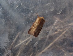 Eriopygodes imbecilla