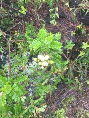 Osteomeles anthyllidifolia