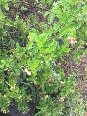 Osteomeles anthyllidifolia
