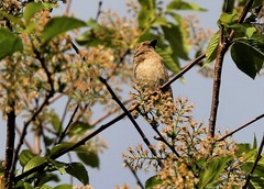 Carpodacus erythrinus grebnitskii
