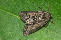 Cryphia fraudatricula