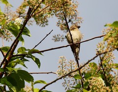 Carpodacus erythrinus grebnitskii