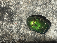 Cetonia aurataeformis