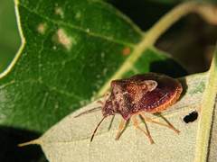 Dendrocoris humeralis