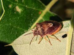 Dendrocoris humeralis