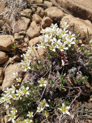 Cherleria marcescens