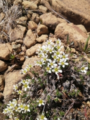 Cherleria marcescens