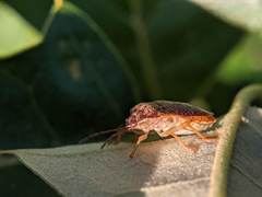 Dendrocoris humeralis