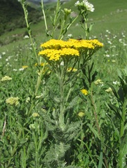 Achillea arabica