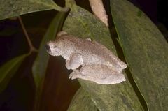 Rhacophorus annamensis