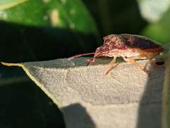 Dendrocoris humeralis