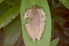 Rhacophorus annamensis