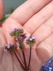 Verbena brasiliensis