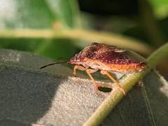 Dendrocoris humeralis
