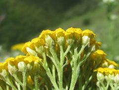 Achillea arabica