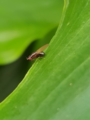 Poecilohetaerus aquilus
