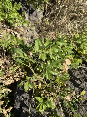 Heteromorpha arborescens frutescens