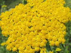 Achillea arabica
