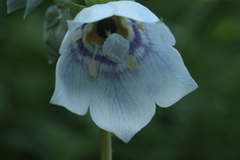 Codonopsis clematidea