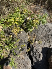 Heteromorpha arborescens frutescens