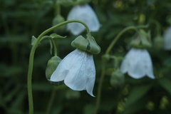 Codonopsis clematidea