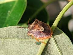 Dendrocoris humeralis