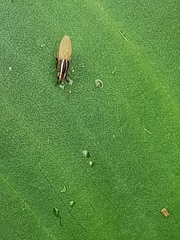 Poecilohetaerus aquilus