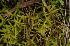 Pseudoscleropodium