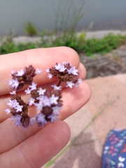 Verbena brasiliensis