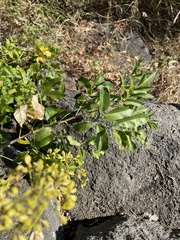 Heteromorpha arborescens frutescens