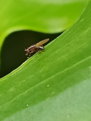 Poecilohetaerus aquilus