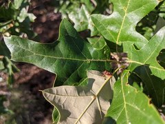 Dendrocoris humeralis