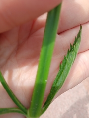 Verbena brasiliensis